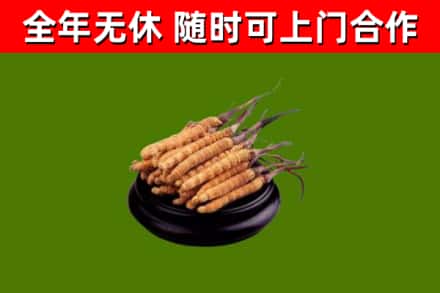 浉河回收散虫草