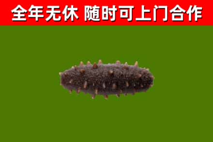 浉河回收海参干